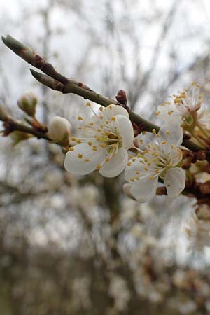 Prunus domestica subsp. domestica \ Zwetschge, Pflaume / Plum, D Mannheim 29.3.2018