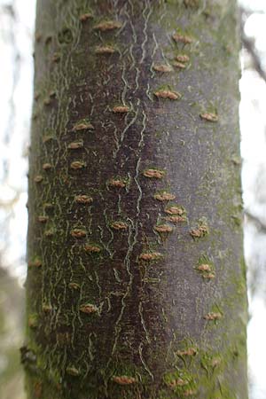Prunus domestica subsp. domestica \ Zwetschge, Pflaume / Plum, D Mannheim 29.3.2018
