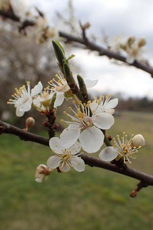 Prunus domestica subsp. domestica \ Zwetschge, Pflaume / Plum, D Mannheim 29.3.2018