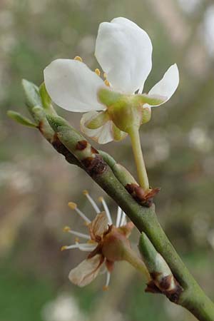 Prunus domestica subsp. domestica \ Zwetschge, Pflaume / Plum, D Mannheim 29.3.2018