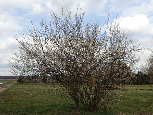 Prunus domestica subsp. domestica \ Zwetschge, Pflaume / Plum, D Mannheim 29.3.2018