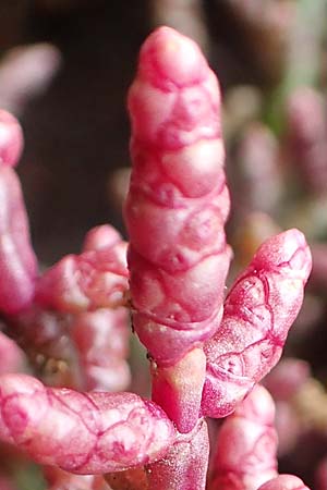 Salicornia europaea \ Europ&auml;ischer Queller / Common Glasswort, D Sachsen-Anhalt, S&uuml;lzetal-S&uuml;lldorf 27.9.2020