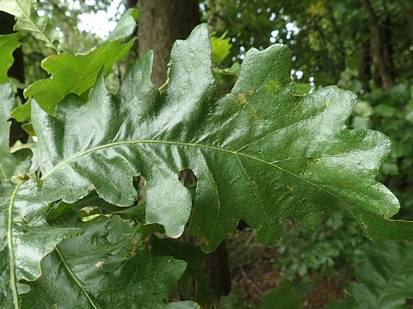 Quercus cerris \ Zerr-Eiche / Turkey Oak, D Odenwald, Reichelsheim 16.6.2017