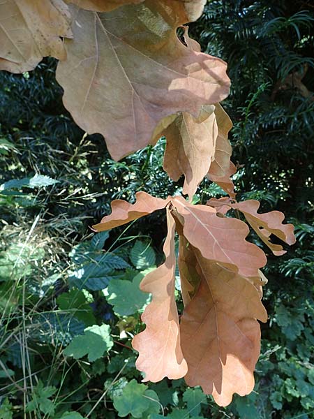 Quercus robur \ Stiel-Eiche / Common Oak, D Duisburg 21.8.2022