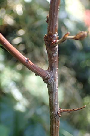 Quercus robur \ Stiel-Eiche / Common Oak, D Duisburg 21.8.2022