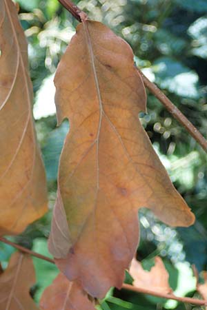 Quercus robur \ Stiel-Eiche / Common Oak, D Duisburg 21.8.2022