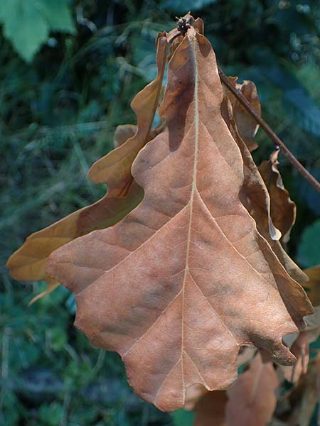 Quercus robur \ Stiel-Eiche / Common Oak, D Duisburg 21.8.2022