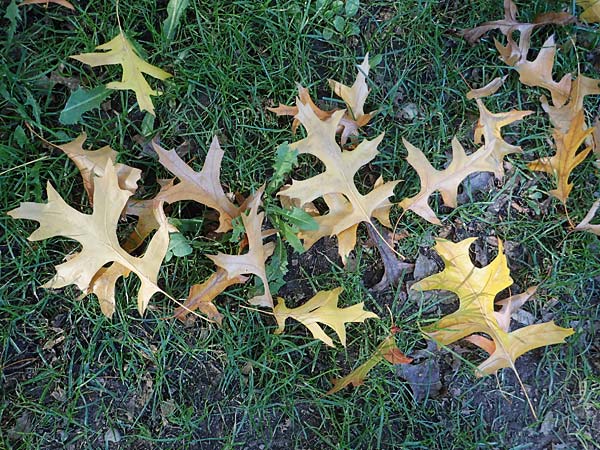 Quercus coccinea \ Scharlach-Eiche / Scarlet Oak, D Weinheim an der Bergstra&szlig;e, Schlosspark 9.10.2022