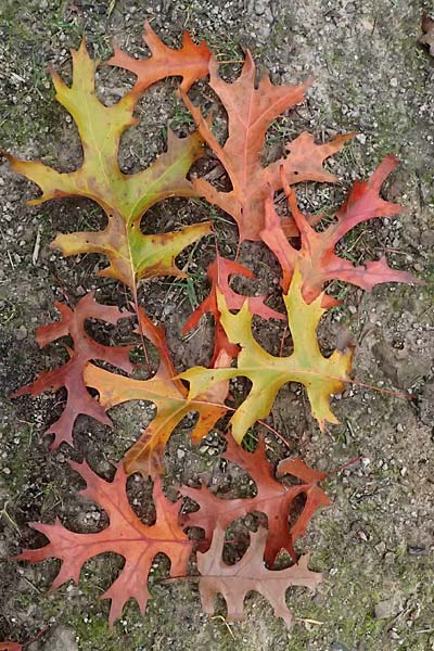 Quercus coccinea \ Scharlach-Eiche / Scarlet Oak, D Weinheim an der Bergstra&szlig;e, Exotenwald 19.10.2025