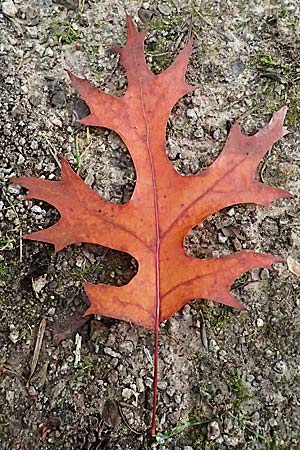 Quercus coccinea \ Scharlach-Eiche / Scarlet Oak, D Weinheim an der Bergstra&szlig;e, Exotenwald 19.10.2025