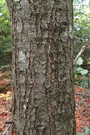 Quercus coccinea \ Scharlach-Eiche / Scarlet Oak, D Weinheim an der Bergstra&szlig;e, Exotenwald 19.10.2025