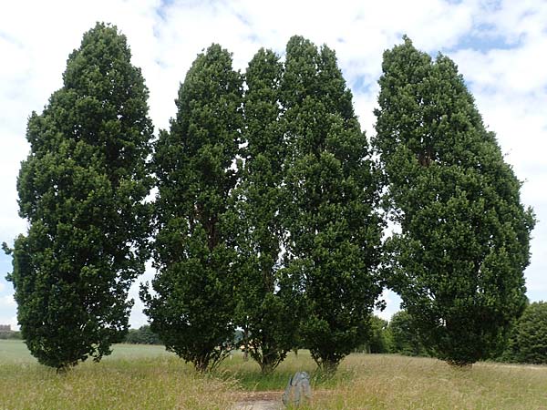 Quercus robur forma fastigiata \ Pyramiden-Eiche, S&auml;ulen-Eiche / Pyramidal Oak, D Westerwald, Hasselbach 8.6.2020