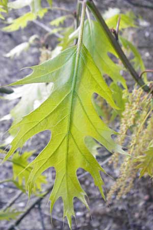 Quercus rubra \ Rot-Eiche / Northern Red Oak, D Mannheim 22.4.2015