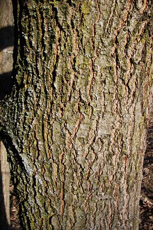 Quercus rubra \ Rot-Eiche / Northern Red Oak, D Mannheim 22.4.2015