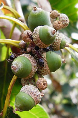 Quercus petraea \ Trauben-Eiche / Sessile Oak, D Koblenz 15.8.2015