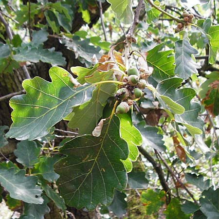 Quercus petraea \ Trauben-Eiche / Sessile Oak, D Koblenz 15.8.2015