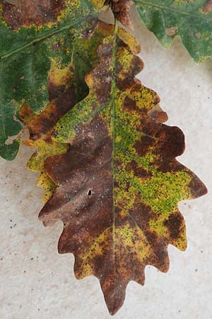 Quercus robur \ Stiel-Eiche / Common Oak, D Heidelberg 26.10.2017