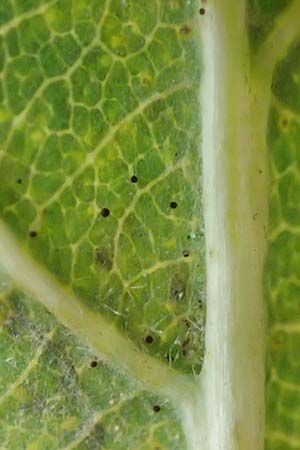 Quercus robur \ Stiel-Eiche / Common Oak, D Heidelberg 26.10.2017