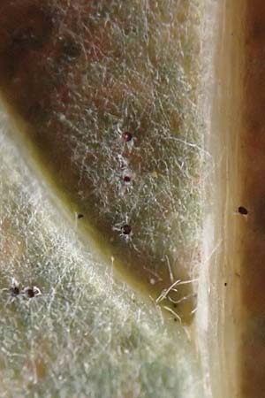 Quercus robur \ Stiel-Eiche / Common Oak, D Heidelberg 26.10.2017