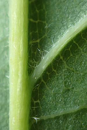 Quercus robur \ Stiel-Eiche / Common Oak, D Donnersberg 1.6.2018