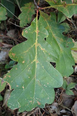 Quercus robur \ Stiel-Eiche / Common Oak, D Brensbach 10.10.2020