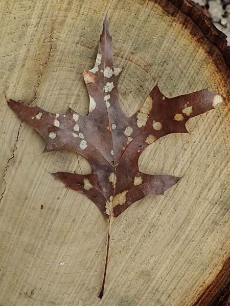 Quercus palustris \ Sumpf-Eiche, Nagel-Eiche / Pin Oak, D Weinheim an der Bergstra&szlig;e, Exotenwald 18.2.2024