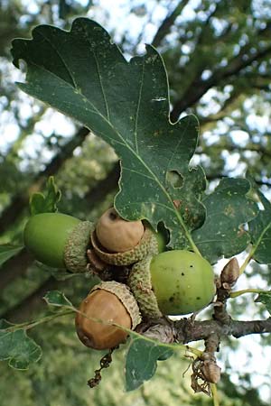 Quercus petraea \ Trauben-Eiche / Sessile Oak, D Hemsbach 2.9.2024