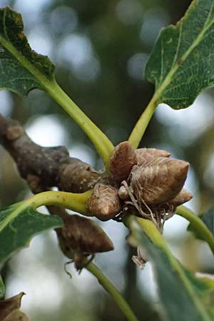 Quercus petraea \ Trauben-Eiche / Sessile Oak, D Hemsbach 2.9.2024