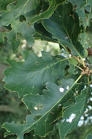 Quercus petraea \ Trauben-Eiche / Sessile Oak, D Hemsbach 2.9.2024