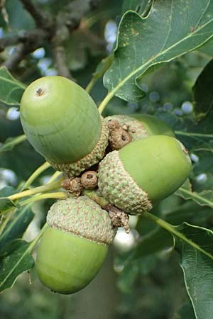 Quercus petraea \ Trauben-Eiche / Sessile Oak, D Hemsbach 2.9.2024