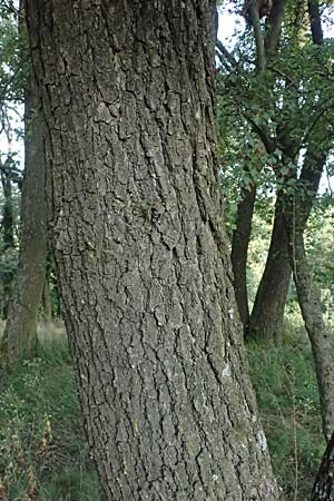 Quercus petraea \ Trauben-Eiche / Sessile Oak, D Hemsbach 2.9.2024