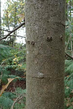 Quercus palustris \ Sumpf-Eiche, Nagel-Eiche / Pin Oak, D Weinheim an der Bergstra&szlig;e, Exotenwald 19.10.2025