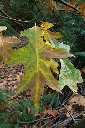 Quercus palustris \ Sumpf-Eiche, Nagel-Eiche / Pin Oak, D Weinheim an der Bergstra&szlig;e, Exotenwald 19.10.2025