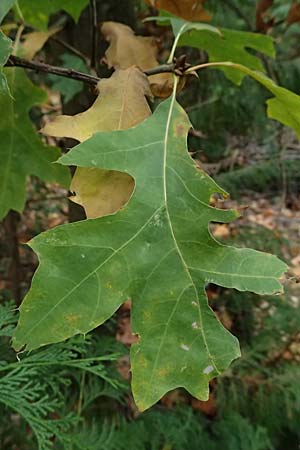 Quercus palustris \ Sumpf-Eiche, Nagel-Eiche / Pin Oak, D Weinheim an der Bergstra&szlig;e, Exotenwald 19.10.2025