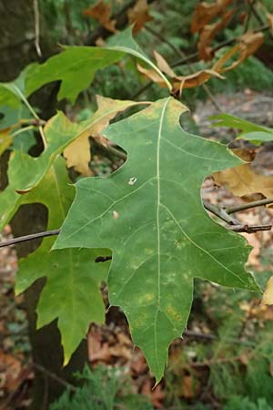 Quercus palustris \ Sumpf-Eiche, Nagel-Eiche / Pin Oak, D Weinheim an der Bergstra&szlig;e, Exotenwald 19.10.2025