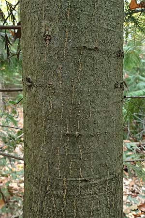 Quercus palustris \ Sumpf-Eiche, Nagel-Eiche / Pin Oak, D Weinheim an der Bergstra&szlig;e, Exotenwald 19.10.2025