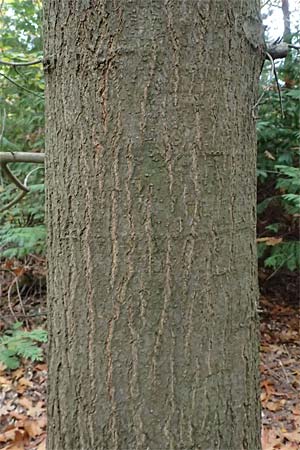Quercus palustris \ Sumpf-Eiche, Nagel-Eiche / Pin Oak, D Weinheim an der Bergstra&szlig;e, Exotenwald 19.10.2025