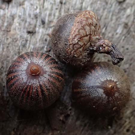 Quercus palustris \ Sumpf-Eiche, Nagel-Eiche / Pin Oak, D Weinheim an der Bergstra&szlig;e, Exotenwald 19.10.2025