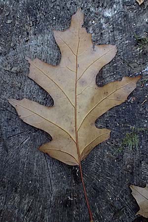 Quercus rubra \ Rot-Eiche / Northern Red Oak, D Weinheim an der Bergstra&szlig;e, Exotenwald 19.10.2025