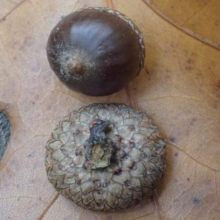 Quercus palustris \ Sumpf-Eiche, Nagel-Eiche / Pin Oak, D Weinheim an der Bergstra&szlig;e, Exotenwald 19.10.2025