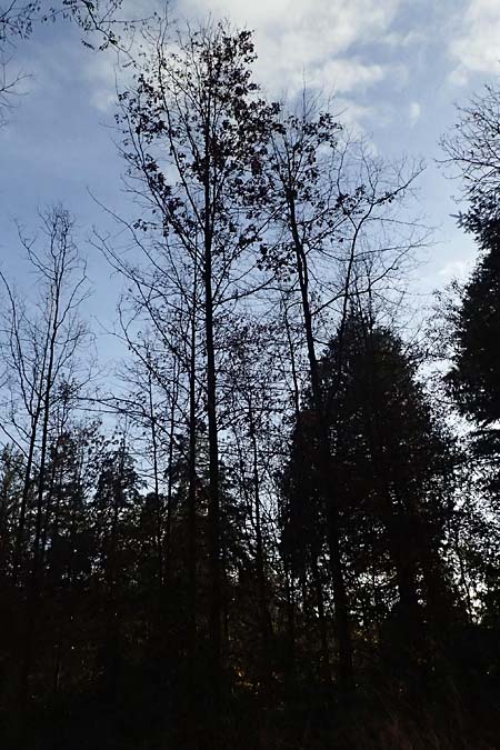 Quercus palustris \ Sumpf-Eiche, Nagel-Eiche / Pin Oak, D Weinheim an der Bergstra&szlig;e, Exotenwald 11.11.2025