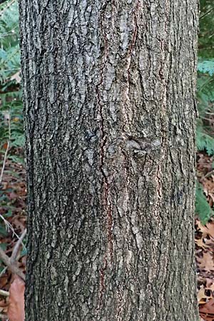 Quercus palustris \ Sumpf-Eiche, Nagel-Eiche / Pin Oak, D Weinheim an der Bergstra&szlig;e, Exotenwald 11.11.2025