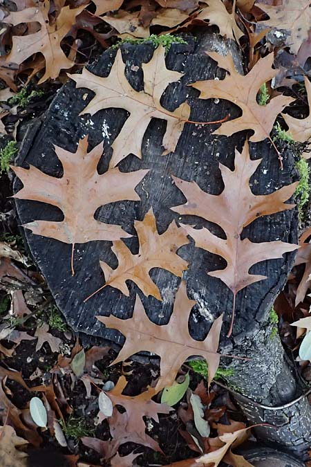 Quercus palustris \ Sumpf-Eiche, Nagel-Eiche / Pin Oak, D Weinheim an der Bergstra&szlig;e, Exotenwald 11.11.2025