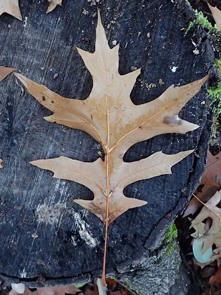 Quercus palustris \ Sumpf-Eiche, Nagel-Eiche / Pin Oak, D Weinheim an der Bergstra&szlig;e, Exotenwald 11.11.2025