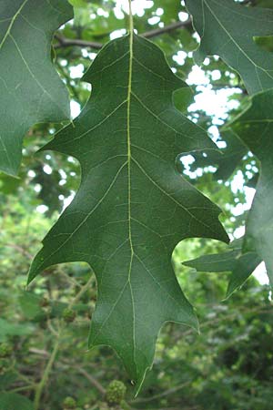 Quercus rubra \ Rot-Eiche / Northern Red Oak, D Hassloch 18.6.2007