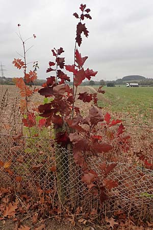Quercus rubra \ Rot-Eiche / Northern Red Oak, D Dortmund 23.10.2018