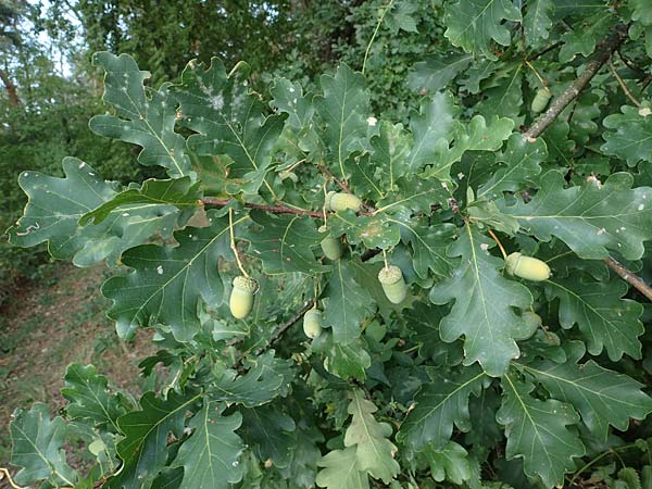 Quercus robur \ Stiel-Eiche / Common Oak, D Hassloch 30.8.2022
