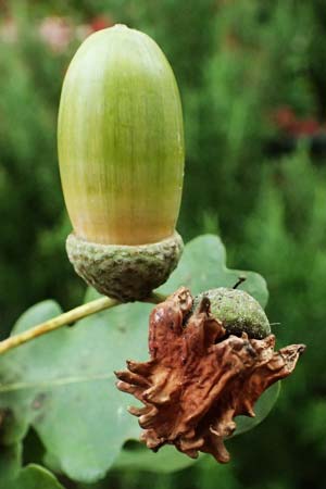 Quercus robur \ Stiel-Eiche / Common Oak, D Mannheim 26.9.2024