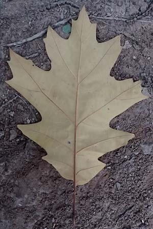 Quercus rubra \ Rot-Eiche / Northern Red Oak, D Weinheim an der Bergstra&szlig;e, Exotenwald 19.10.2025
