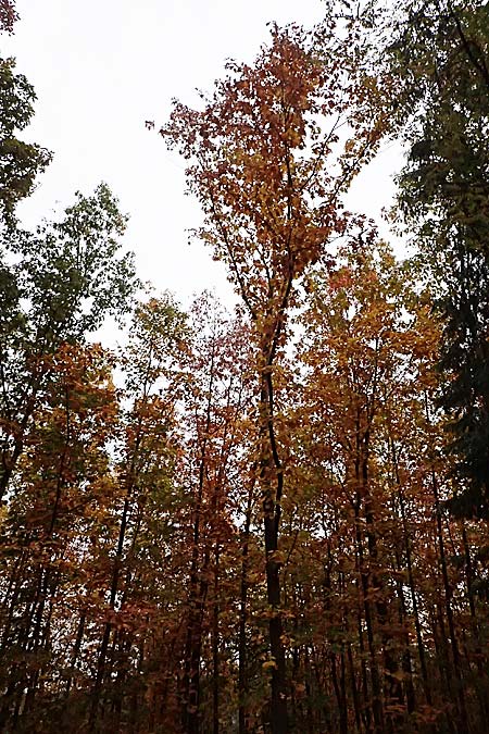Quercus rubra \ Rot-Eiche / Northern Red Oak, D Weinheim an der Bergstra&szlig;e, Exotenwald 19.10.2025